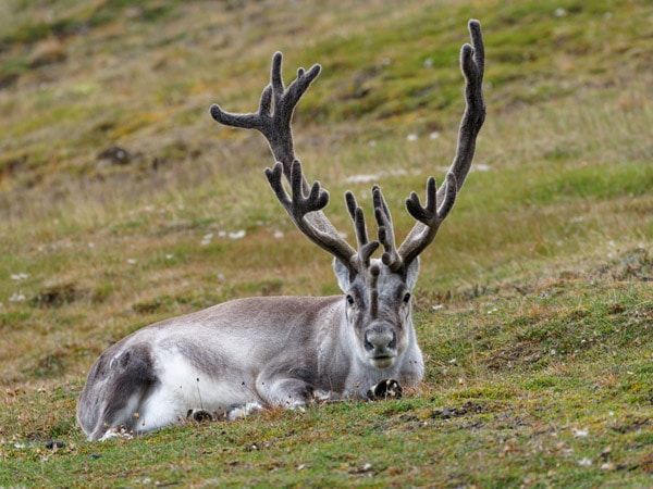 a reindeer sitting on the grass in the Arctic region