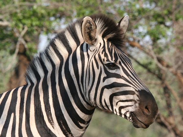 a close-up shot of a zebra in Africa