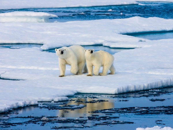 two polar bears standing on ice at Svalbard