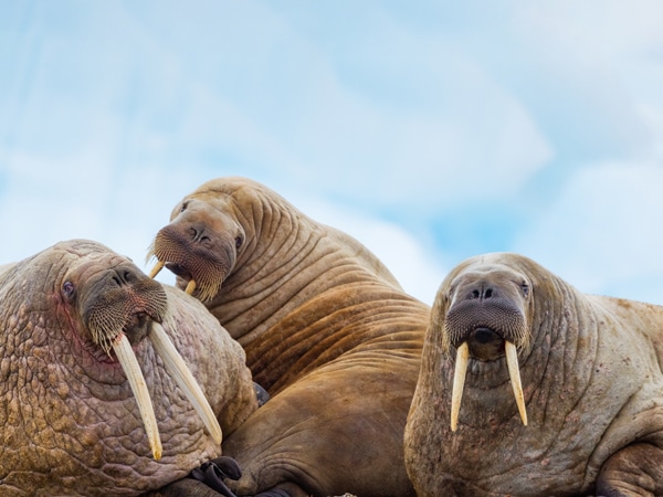 a photo of lazy walruses