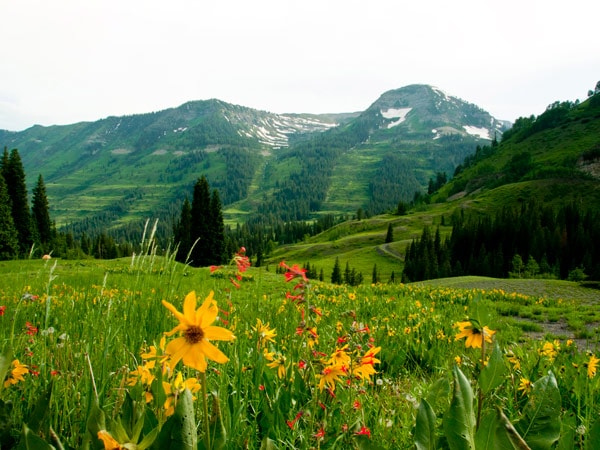 a carpet of wildflowers in Crested Butte, Colorado