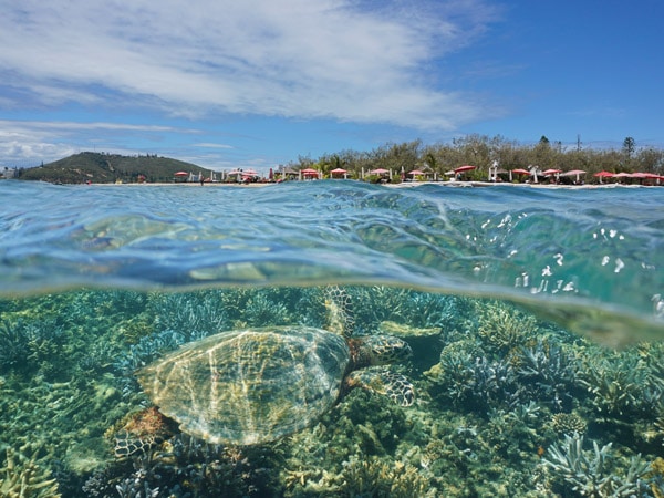 a hawksbill sea turtle underwater in Noumea, south Pacific ocean