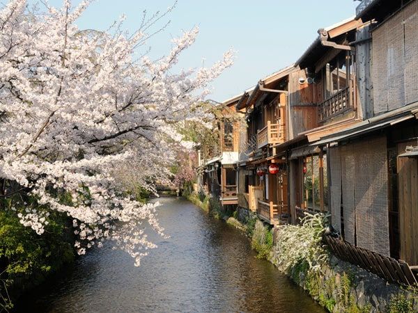 cherry blossoms along Gion district, Kyoto
