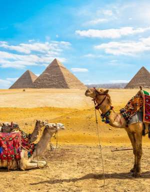 Camels in front of the Pyramids of Giza