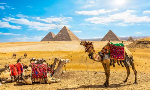 Camels in front of the Pyramids of Giza