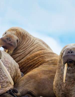 a photo of lazy walruses