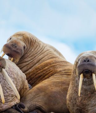 Dive into the Arctic realm on Hurtigruten’s thrilling Svalbard expedition cruise