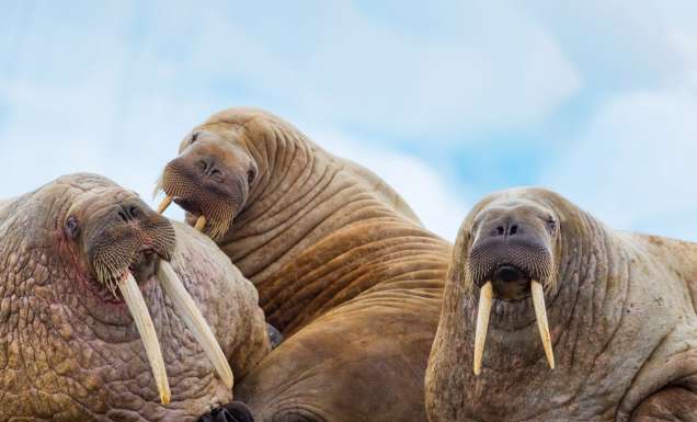 a photo of lazy walruses