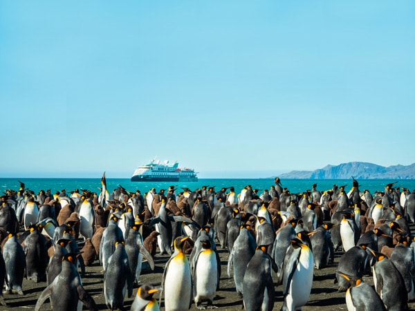 a group of king penguins on Gold Beach, South Georgia