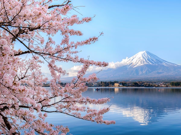 cherry blossoms with Mount Fuji on the background