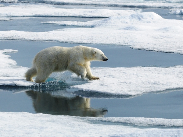 polar bears on ice during an Arctic cruise with Aurora Expeditions