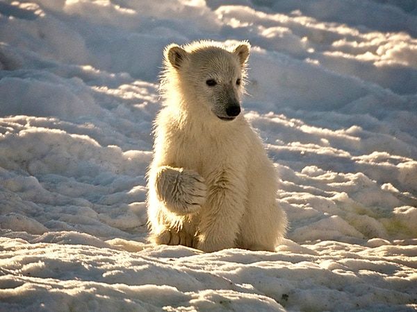 a polar bear cub