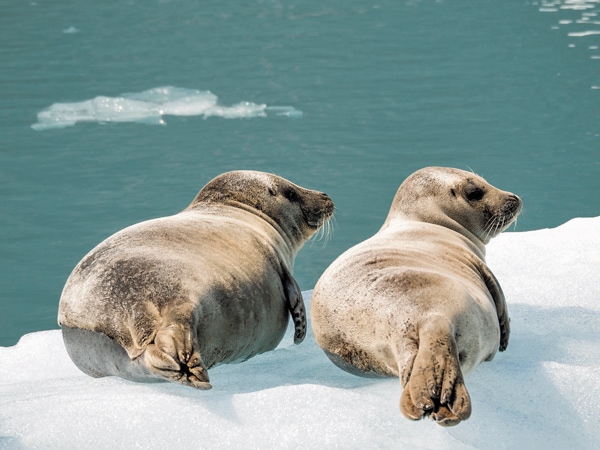 two seals relaxing on an iceberg