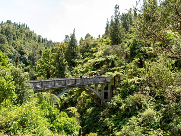 verdant greenery surrounding the Whanganui River, NZ