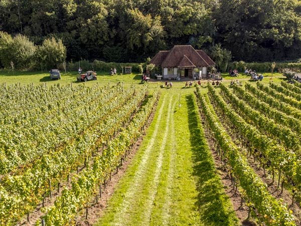 a verdant vineyard at Wiston Harvest