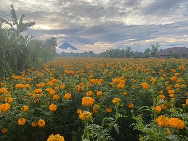 orange flowers at Mount Batur