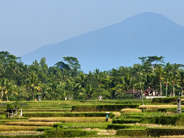 rice fields and mountain view at Ubud, Bali