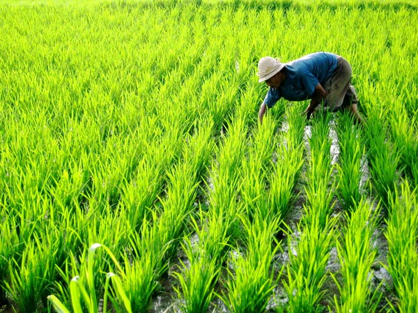 a local Balinese planting rice in Ubud, Bali