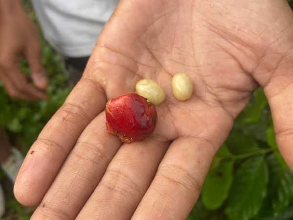 a hand showing coffee arabica beans