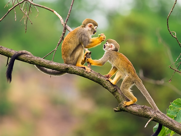 Common squirrel monkeys, Amazon Rainforest, Peru