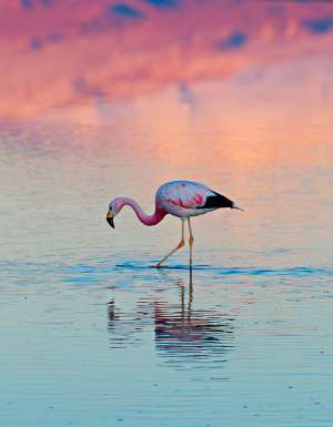A lone flamingo stands in a salt lagoon of Atacama desert, Chile