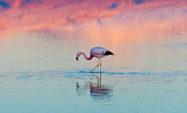 A lone flamingo stands in a salt lagoon of Atacama desert, Chile