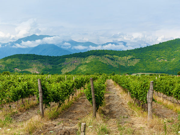grape vineyard in Kakheti Region, Georgia