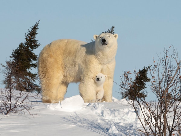 polar bears in Churchill, Manitoba, Canada