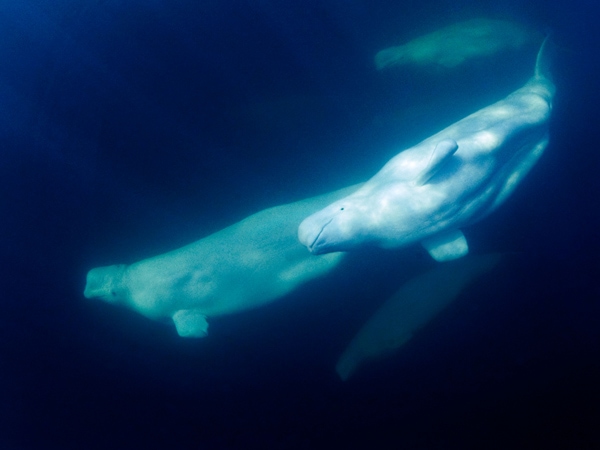 beluga whales in Manitoba, Canada