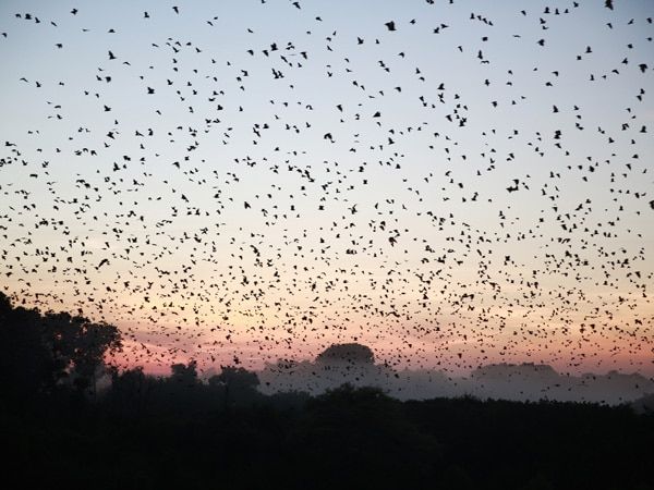 bats in Kasanka National Park, Zambia