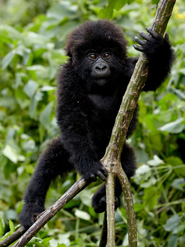 a Silverback mountain gorilla in a bamboo forest, Rwanda