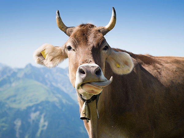 Cow in Bregenzerwald