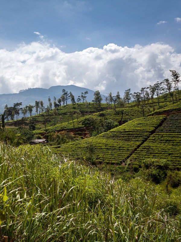 lush greenery at Hill Country, Sri Lanka