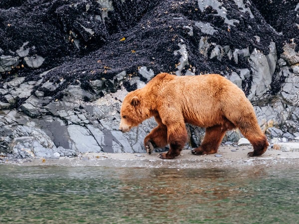 A brown bear (Ursus arctos) walking along the shore of Glacier Bay National Park in Southeast Alaska