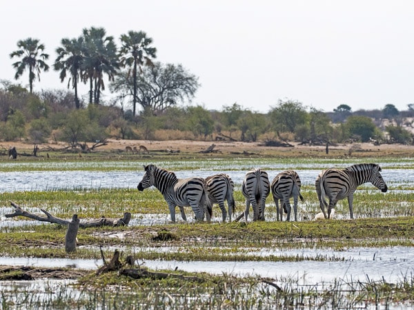 zebras in Makgadikgadi Pans National Park, Botswana, Africa