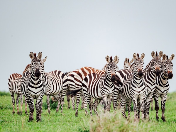 plains zebra gather in the Masai Mara during the Great Migration