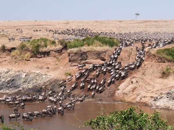 a wide angle shot of wildebeest herd crossing the Mara River at Masai Mara National Reserve, Kenya