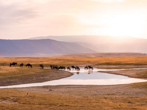 a herd of gnus and wildebeests in the Ngorongoro crater National Park, Wildlife safari in Tanzania, Africa