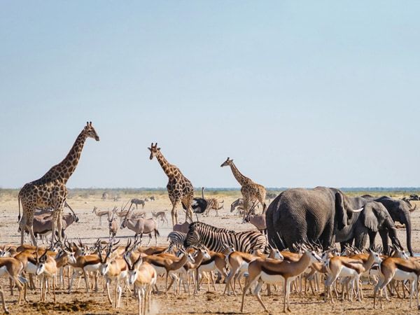 a group of animals gathering around a waterhole in Etosha National Park, Northern Namibia, Africa