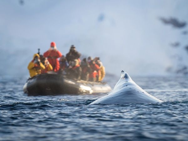 a humpback whale appears near the inflatable boat