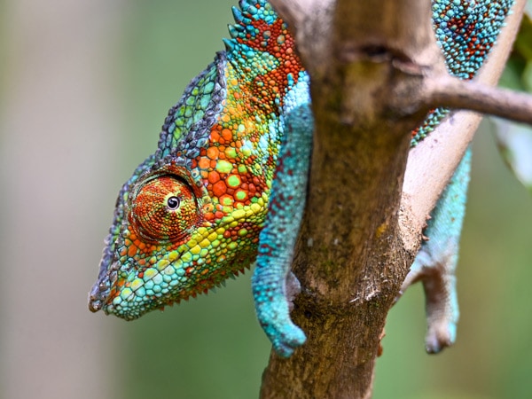 a Chameleon Furcifer Pardalis in Madagascar