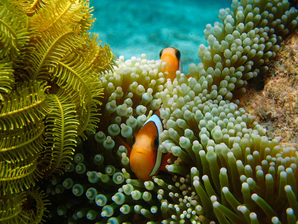 clownfishes in their anemone, Batanta island, Raja Ampat, West Papua, Indonesia