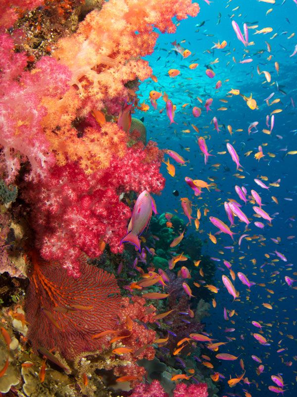 underwater reef and colourful fishes in Fiji