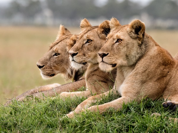 three lioness resting together in Masai Mara