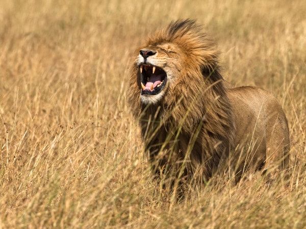 a roaring lion in Masai Mara National Reserve