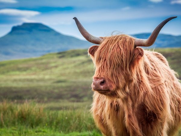 a furry highland cow in Isle of Skye, Scotland