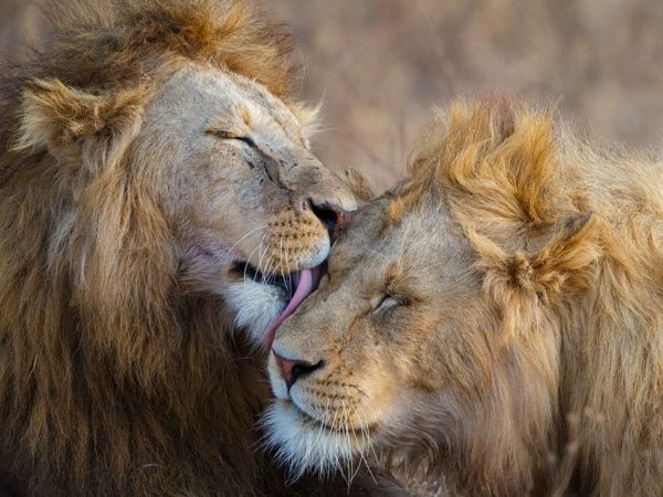 lions grooming in Africa