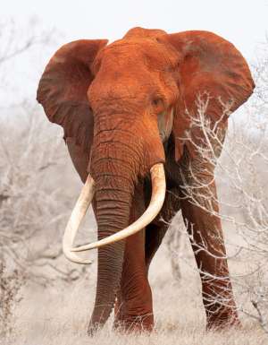 an elephant in Satao Camp