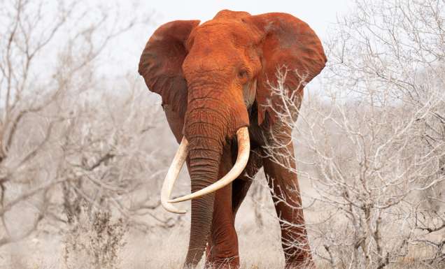 an elephant in Satao Camp