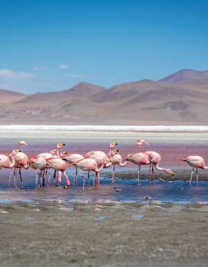pink flamingos at the Laguna Colorada in Bolivia